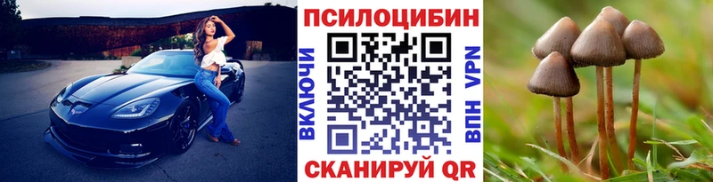 Псилоцибиновые грибы Psilocybe  Судогда 